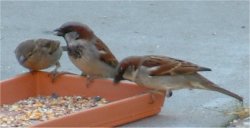 sparrows bird picture