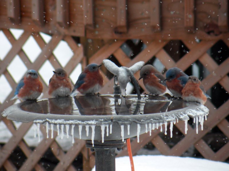 bluebirds photo