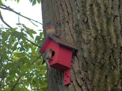 bluebirds