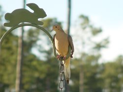 photo mourning dove