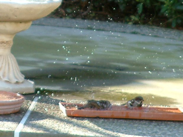 Sparrow Bird Bathing Picture